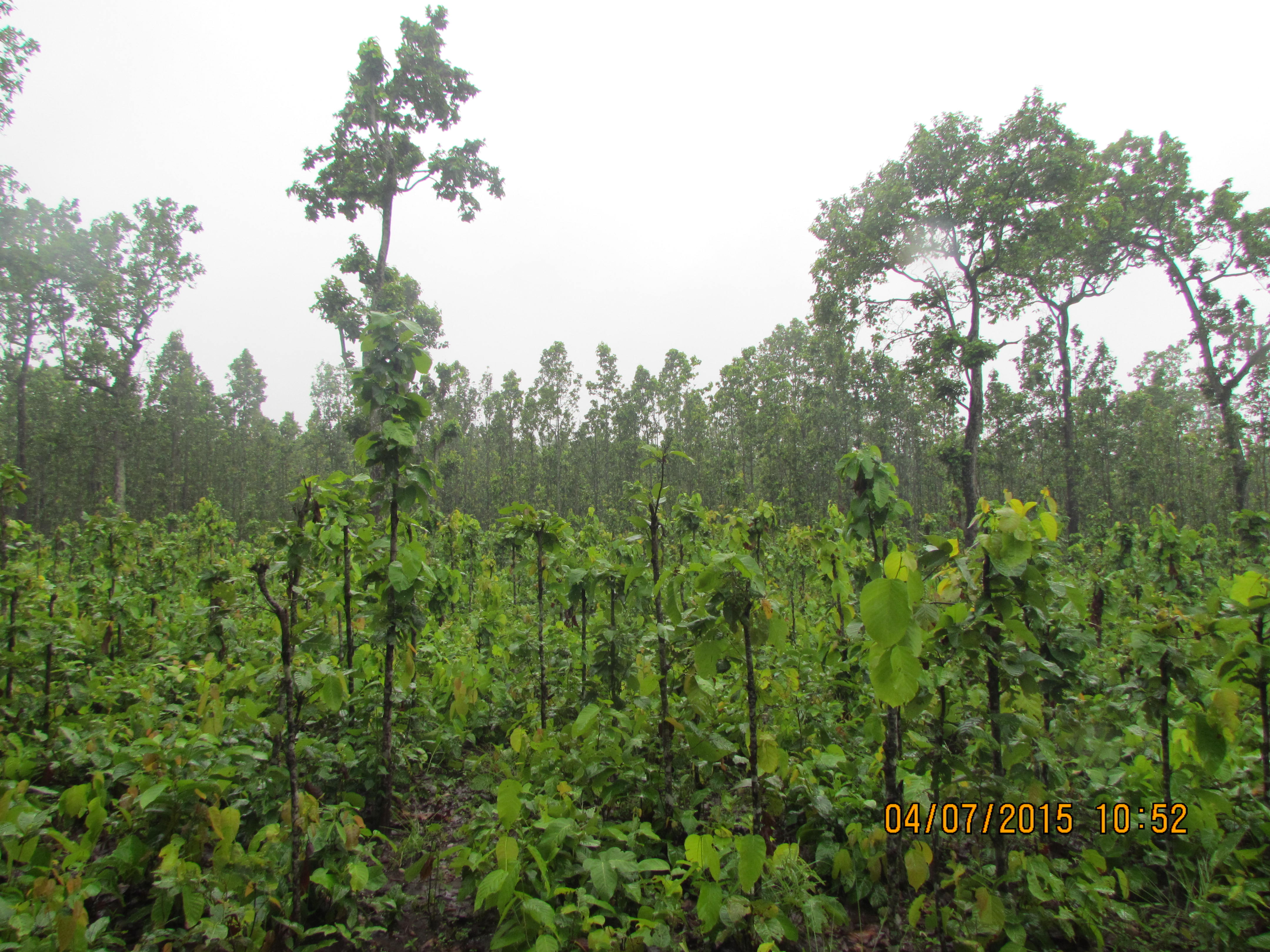Ratomate Sal Forest Regeneration Management